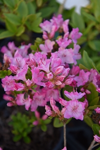 Rhodo kiusianum Komo Kulshan